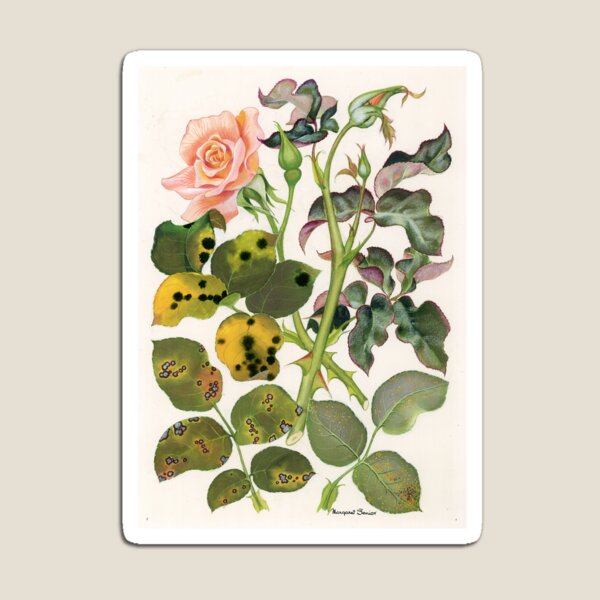 Foliage Diseases of Roses Magnet
