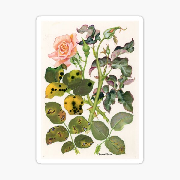 Foliage Diseases of Roses Sticker