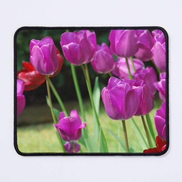 Item preview, Brightly Coloured Purple Tulips designed and sold by TavStone.