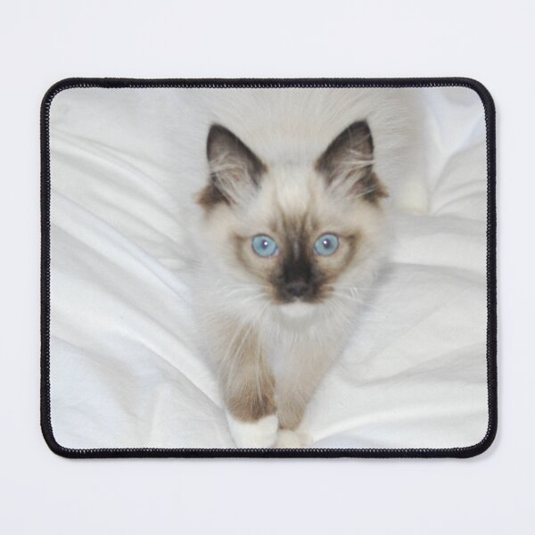 Item preview, Cute and Fluffy Ragdoll Kitten designed and sold by TavStone.