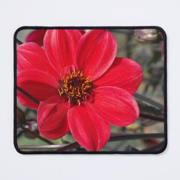 Item preview, Bright Red Single Flower designed and sold by TavStone.