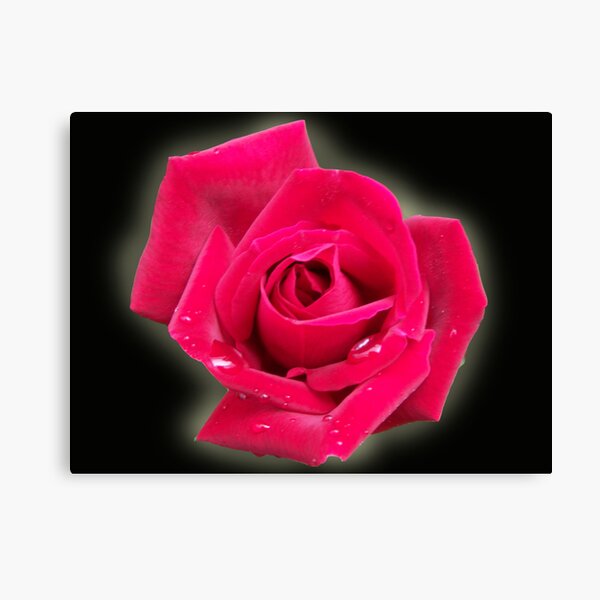 Misty Rose Canvas Print