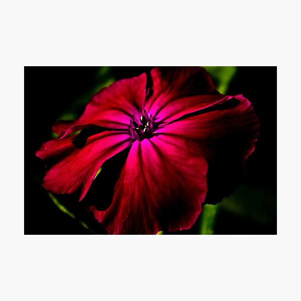 Purple Wild Flower Photographic Print