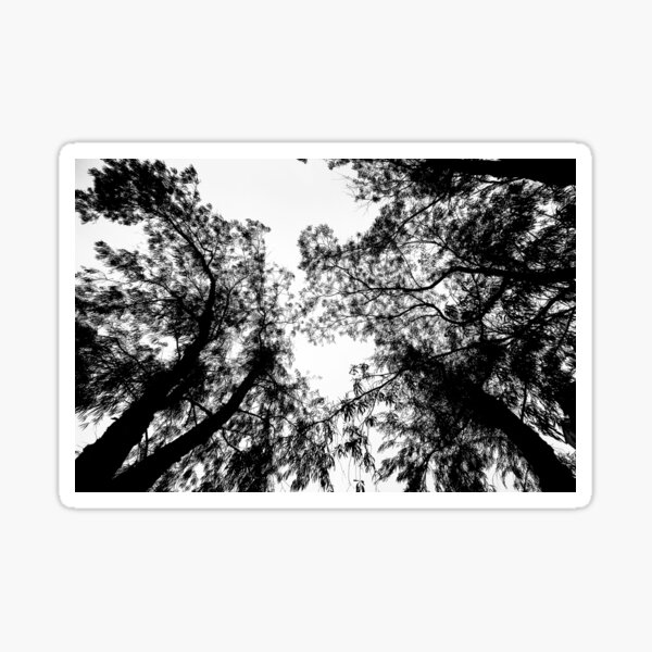 Look Up: Trees Sticker