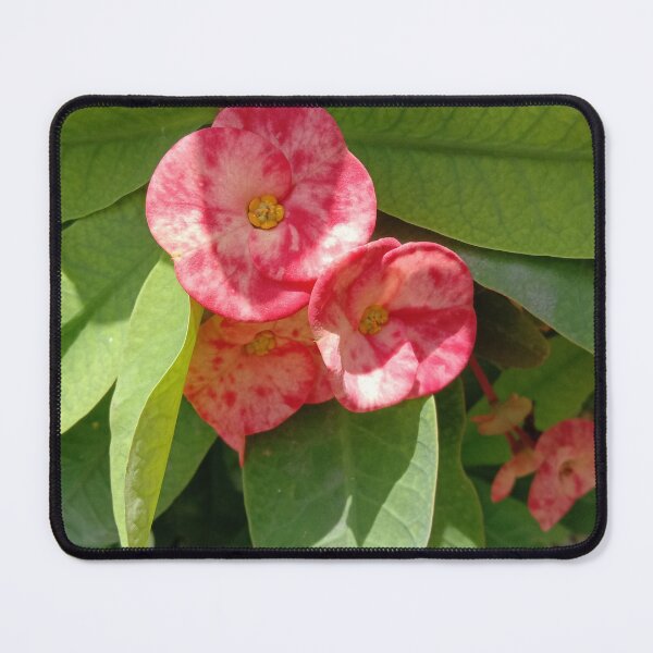 Item preview, euphorbia flower designed and sold by hutofdesigns.