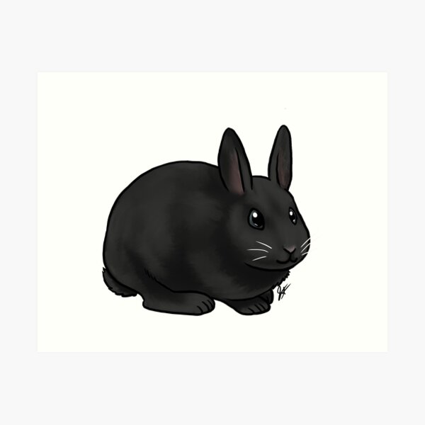 Netherland Dwarf Rabbit - Black