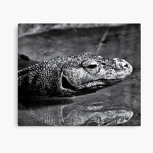 Komodo Canvas Print