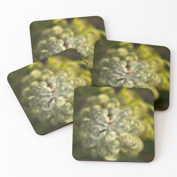 Item preview, Winter Flowers (3) designed and sold by Wolf Sverak Photography.