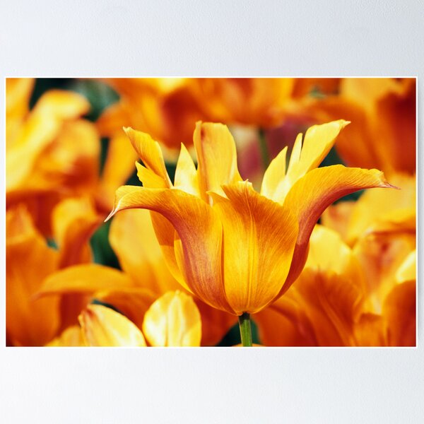Item preview, Leliebloemige Tulipa "Ballerina" designed and sold by Alison Cornford-Matheson.