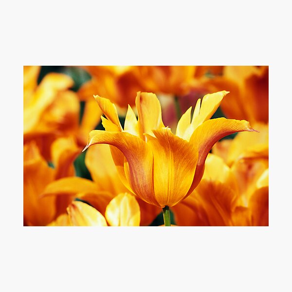 Item preview, Leliebloemige Tulipa "Ballerina" designed and sold by Alison Cornford-Matheson.