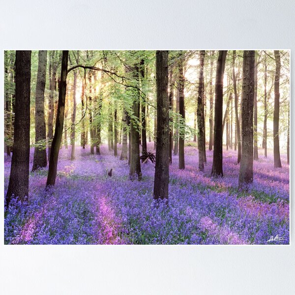 Morning Bluebells Poster