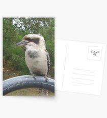 Kookaburra Taronga Zoo Postcards