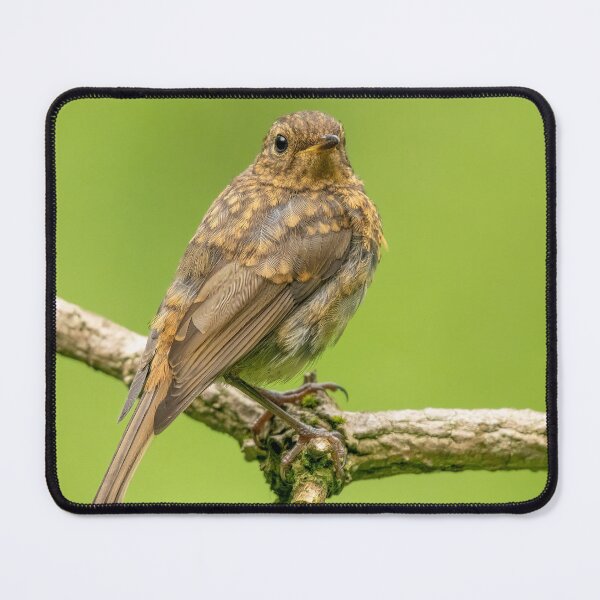 Item preview, Juvenile Robin Red Breast designed and sold by JLP ARTWORKS.