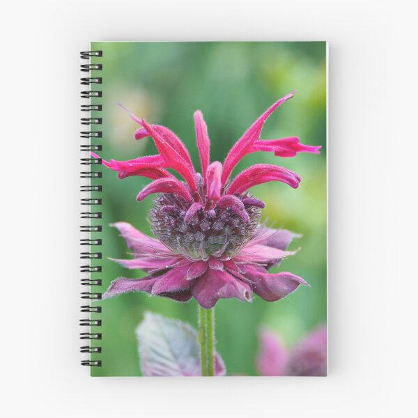 Item preview, Bee Balm designed and sold by Sandy Keeton.