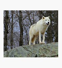 Arctic Wolf Watching Photographic Print