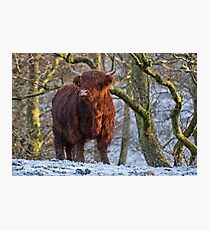 Scottish Highland Cow in the Snow Photographic Print