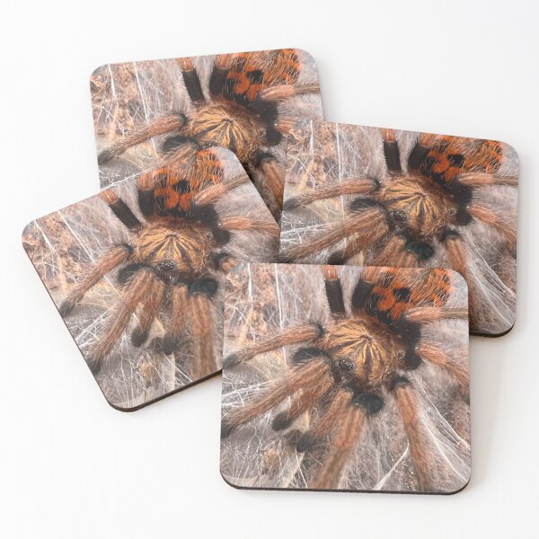 Item preview, GBB/Chromatopelma cyaneopubescens Tarantula designed and sold by CyriocosmusE.
