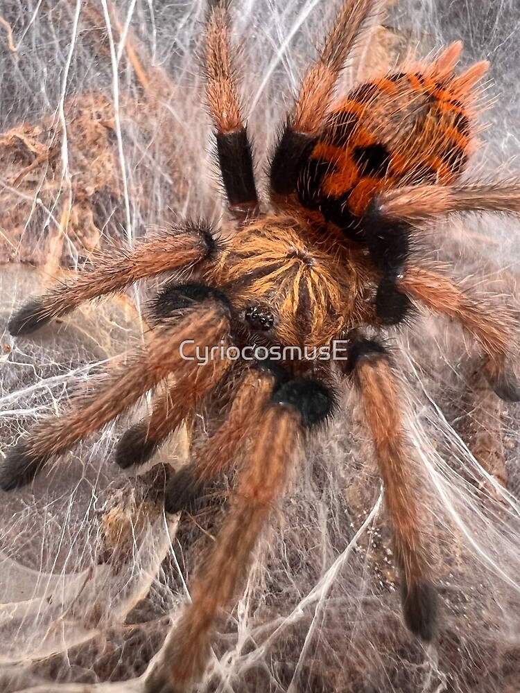"GBB/Chromatopelma cyaneopubescens Tarantula" Poster for Sale by