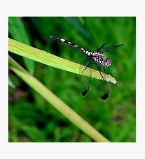 Dragon, My Dragon Photographic Print