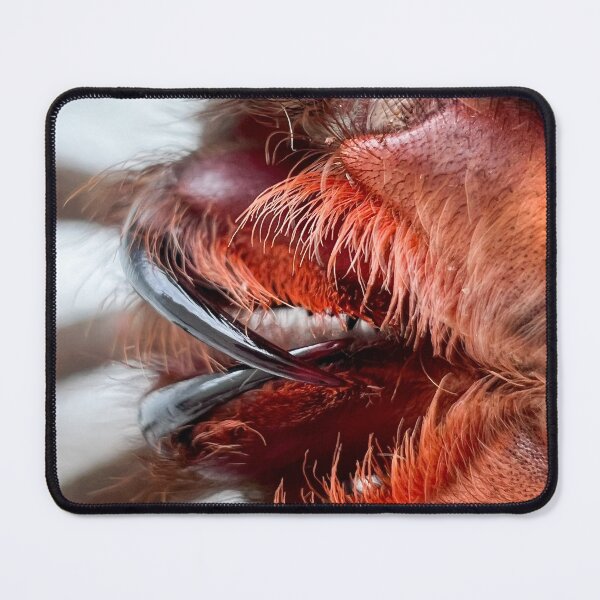 Item preview, Tarantula Fangs designed and sold by CyriocosmusE.