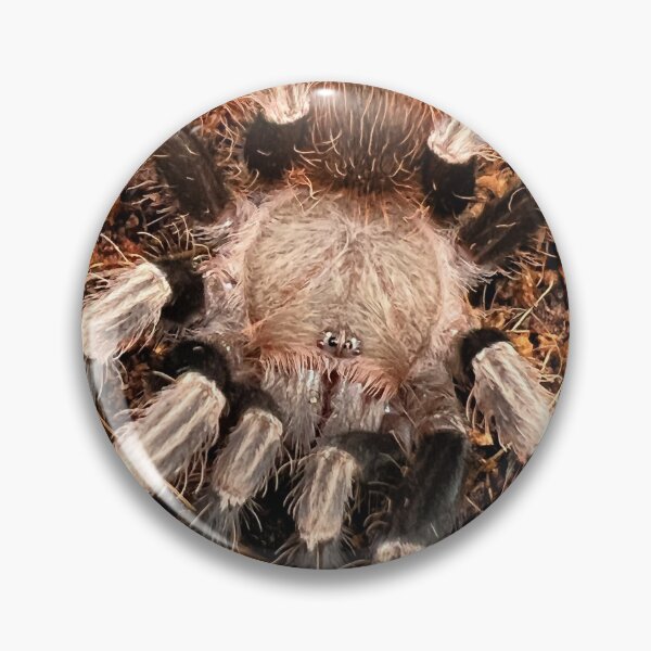 Item preview, Nhandu chromatus/Brazilian Red and White Tarantula designed and sold by CyriocosmusE.