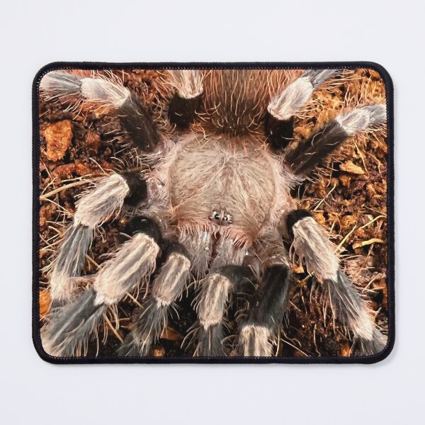 Item preview, Nhandu chromatus/Brazilian Red and White Tarantula designed and sold by CyriocosmusE.