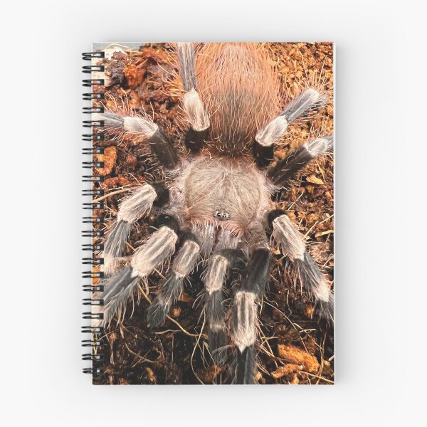 Item preview, Nhandu chromatus/Brazilian Red and White Tarantula designed and sold by CyriocosmusE.