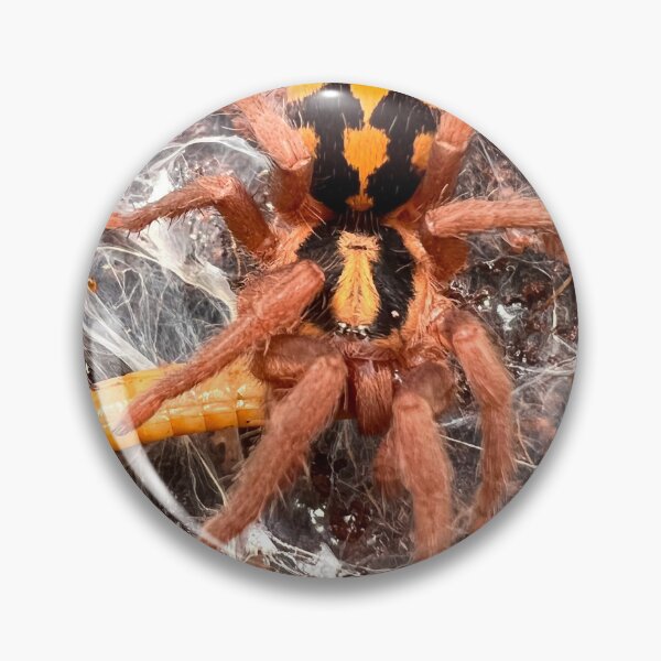 Item preview, Hapalopus Colombia/Pumpkin Patch Tarantula designed and sold by CyriocosmusE.