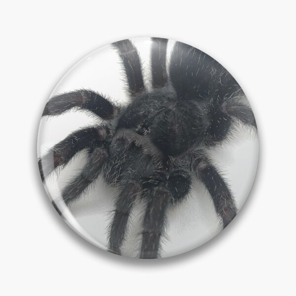 Item preview, Grammostola pulchra Tarantula designed and sold by CyriocosmusE.