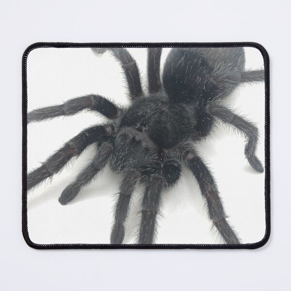 Item preview, Grammostola pulchra Tarantula designed and sold by CyriocosmusE.