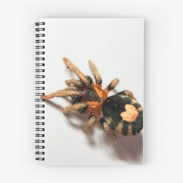 Item preview, Cyriocosmus Elegans Tarantula designed and sold by CyriocosmusE.