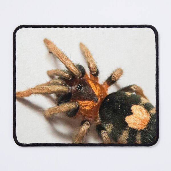 Item preview, Cyriocosmus Elegans Tarantula designed and sold by CyriocosmusE.