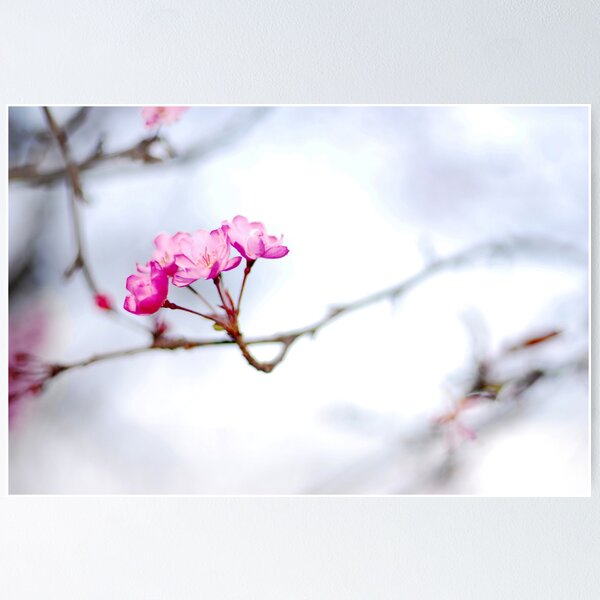 Item preview, Sakura designed and sold by danise tang.