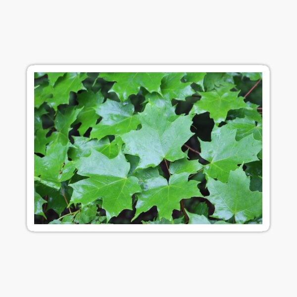 Summer Maple Sticker
