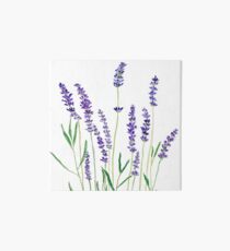 purple lavender Art Board