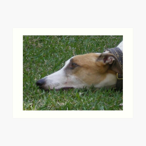 Dreaming of the Run Art Print
