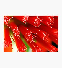 Red Raw Photographic Print