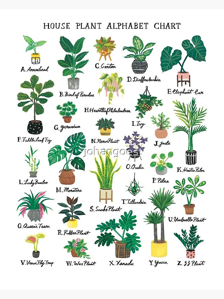 "House Plant Alphabet Chart Poster" Poster For Sale By Johangoest ...