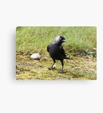 Jackdaw Canvas Print