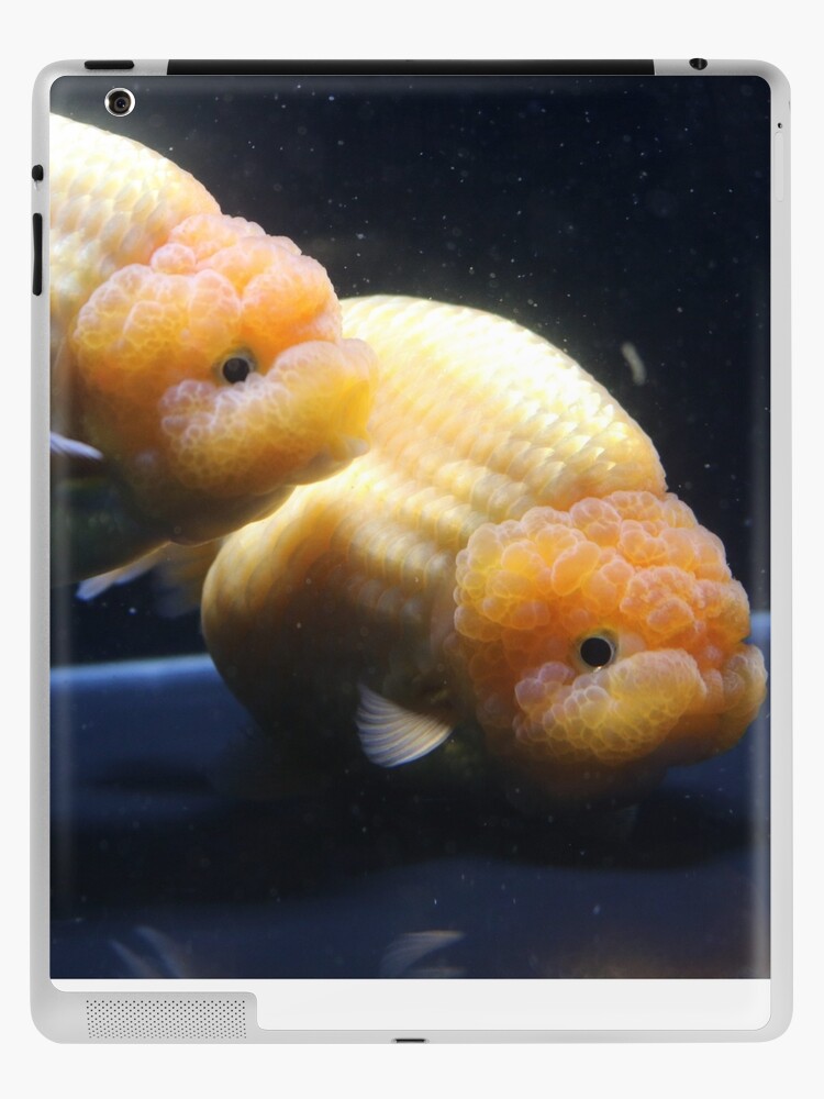 Ranchu goldfish hot sale for sale