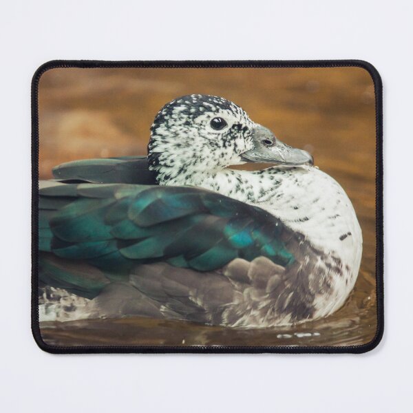 Item preview, Knob-billed Duck designed and sold by Dominika Aniola.