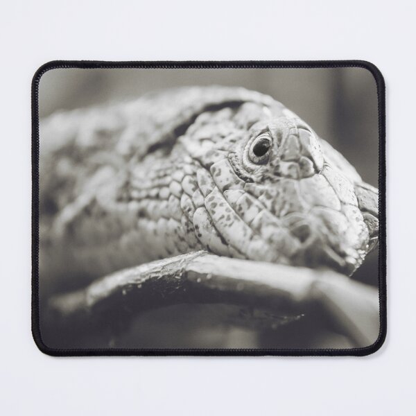 Item preview, Southeastern Girdled Lizard designed and sold by Dominika Aniola.