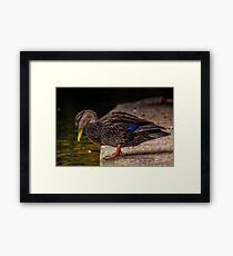 Wet Bill Framed Print