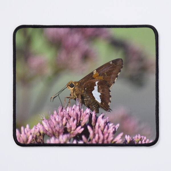 Item preview, Silver spotted skipper designed and sold by Tonia Delozier's Photography .