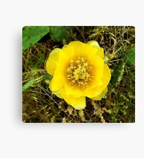 Bloom Canvas Print