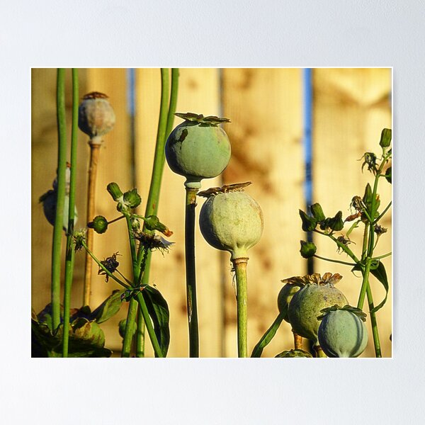 Item preview, Poppy Heads designed and sold by Fara.
