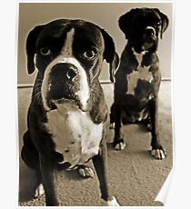 What do you mean she's right behind me .... -Boxer Dogs Series- Poster