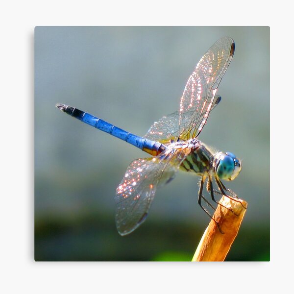 Oh Dragonfly Canvas Print