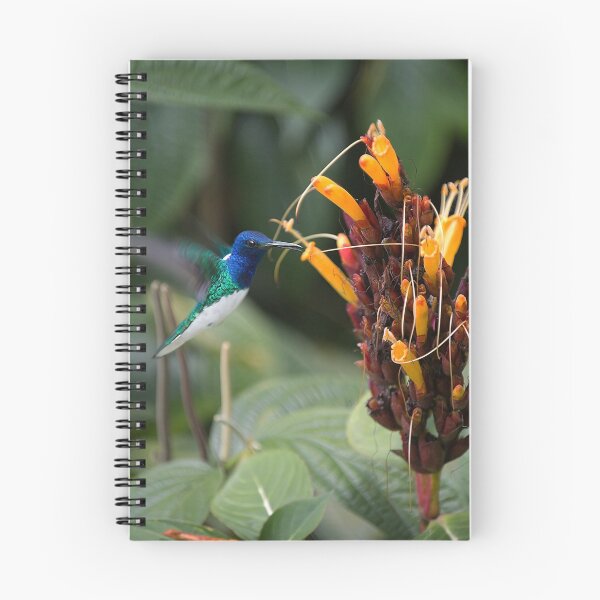 Item preview, White Necked Jacobin designed and sold by diggle.