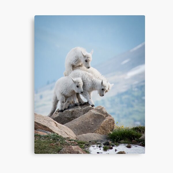 There is always room for one more Canvas Print